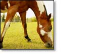 Best Horse Gifts Information