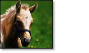 Best Horse Gifts Frequently Asked Questions