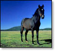 Where to buy Horse Gifts