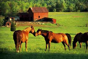 horse gifts photo