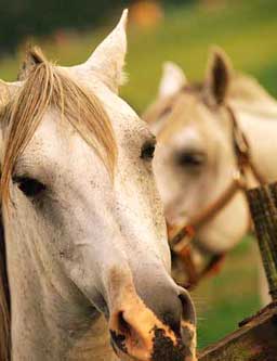 horse gifts photo